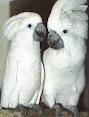 CHARMING PARROTS  OF ALL SPECIES AND FERTILE EGGS FOR SALE