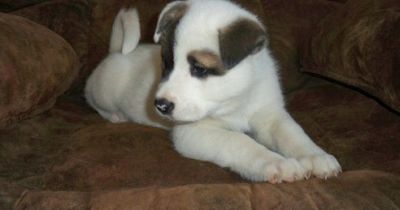 Cute Charming Akita Puppies For Sale