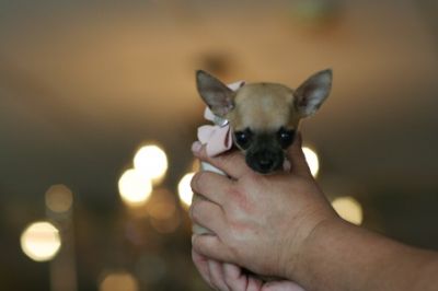 Lovely Chihuahua Puppies for new homes