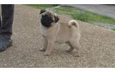 lovely pug puppies for adoption