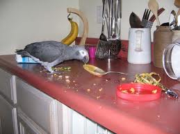 african grey parrots for sale