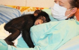Ihave 2 male and female chimpanzee monkey's for adoption