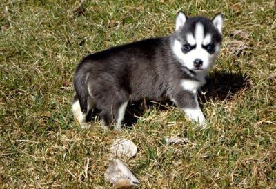 lovely health checked siberian husky puppies