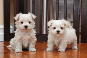 Charming and amazing Maltese puppies 