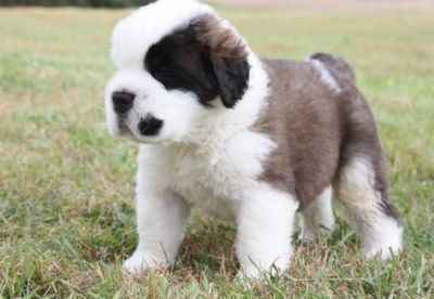 cute st bernand puppies for sell