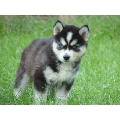 SIBERIAN HUSKY PUPPIES FOR SALE