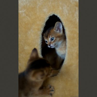 Adorable Adorable Abyssinian Kittens Available Now For Sale