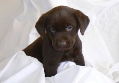 chocolate labrador puppy for sale 