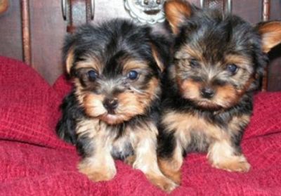 Adorable Teacup Yorkie Puppies For Free Adoption