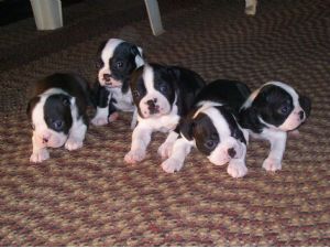 Boston Terrier for Sale