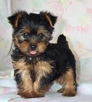 Adorable and lovely Yorkshire Terrier for adoption