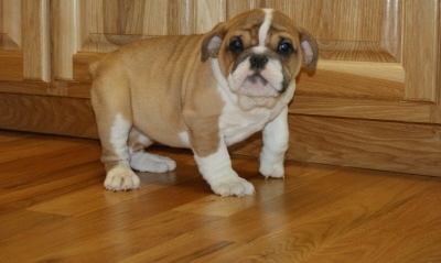 English  Bulldog  puppies