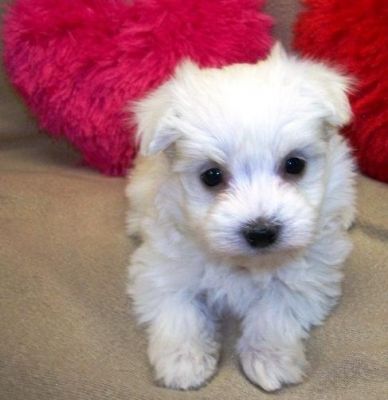 [ - Male And Female Maltese Puppies]    Male And Female Maltese Puppies 