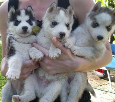 two lovely and well trained Siberian husky puppies for adoption
