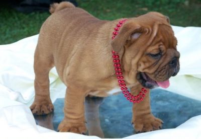 Excellent English Bulldog Puppies For Xmas Available.