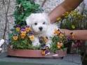 Cute and Adorable Maltese Puppies For Adoption