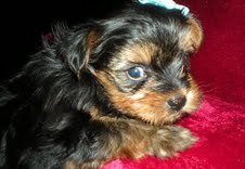 Tea Cup Yorkie puppies for free adoption.