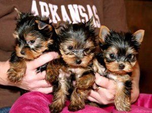 Adorable tiny teacup yorkie puppies for free adoption