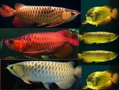 SUPER RED AROWANA AND MANY OTHERS FOR SALE!!!!!!!!!!!BUY NOW