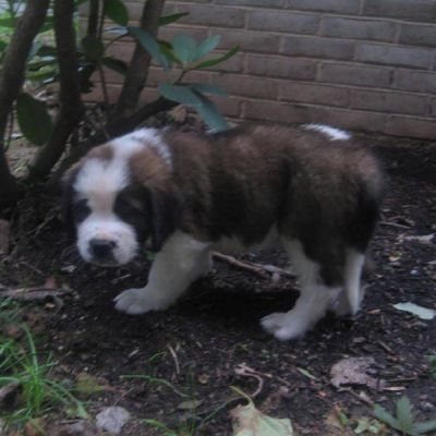 Pretty saint Bernard Puppies for Adoption