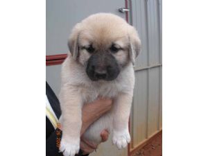 Anatolian Shepherd for Sale