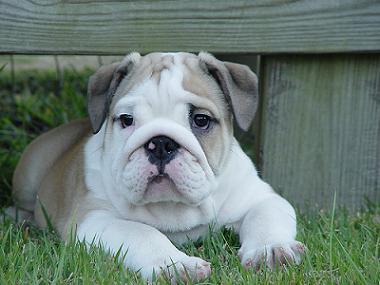Amazing English Bulldog Puppies