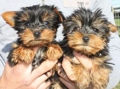 Cute Doll Baby and Teddy Bear Faces Tcup Yorkshire Terriers