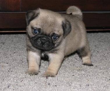 Registered Pug Puppies are now available for good families.