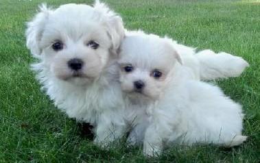 looking Maltese puppies ready for new home