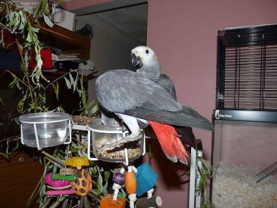 speaking african grey parrots looking for a new home