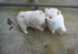 fluffy white baby Pomeranian puppies into loving and caring homes .