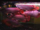 SUPER RED TAILED AROWANAS AS=ND MANY OTHER FISH FOR SALE NOW......VERY CHEAP