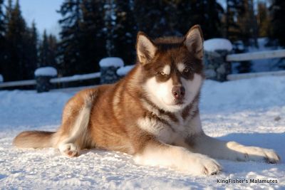 Two Charming Alaskan Malamute Puppies.