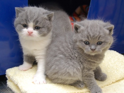 Adopt your lovely british short hair kittens