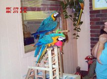 DNA tested hyacinth macaw parrot(S) for sale.