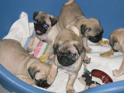 nice and lovely bully puppies