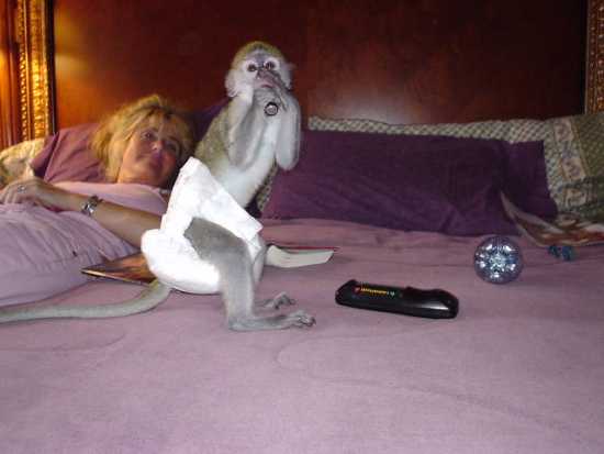 Animals for adoption 