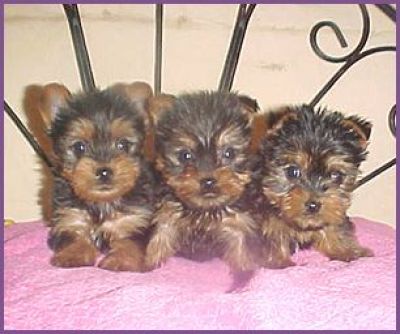 Adorable teacup yorkie puppies for sale