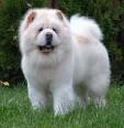 healthy chow chow still available till the end of next month