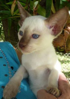 Siamese Kittens Bred By Oramor