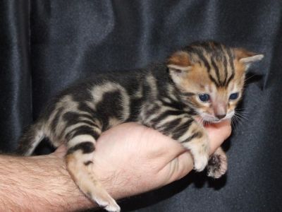  bengal kittens  for adoption