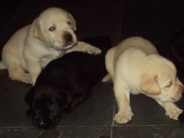 Cute Labrador retriever puppies for adoption