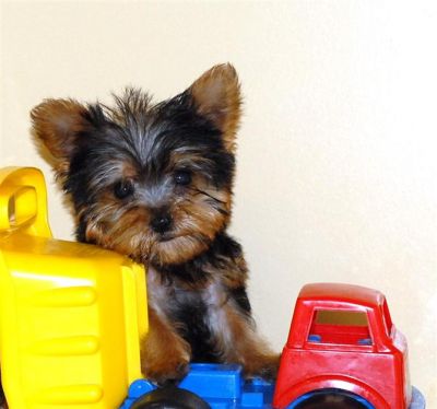 Xmas Tea Cup Yorkie Puppies For Free Adoption