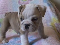 female Amazing English Bulldog Puppies