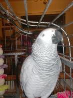 TWIN AFRICAN GREY PARROT FOR SALE