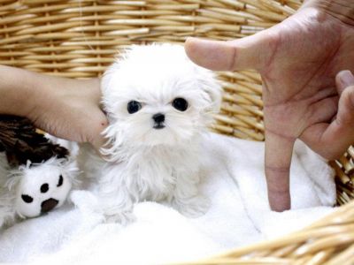 Cute white male and female maltese puppies for adoption