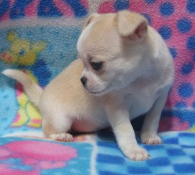 Affectionate Chihuahua puppies for free adoption