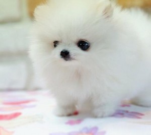 AKC Pomeranian Puppies