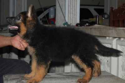 Cute Male and Female German Shepherd  Puppies