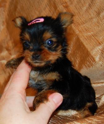 Quality Teacup Yorkie Puppies For Adoption